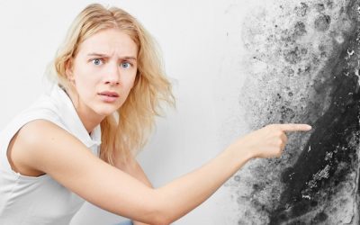 4 Frequently Asked Questions About Mold!