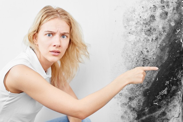 4 Frequently Asked Questions About Mold!