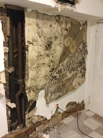DIY Mold Removal Problems!