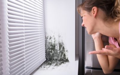 Found Mold? Don’t Panic!