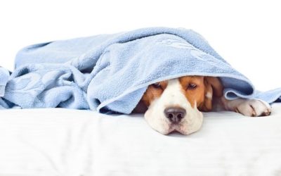 The Dangers Of Mold Exposure For Pets!
