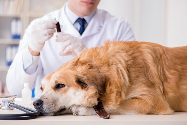 Treating Mold Sickness In Pets!