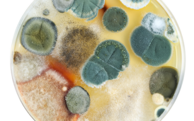 Does Mold Cause Chronic Fatigue Syndrome?